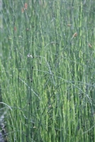 Horsetail Rush Equisetum hyemale