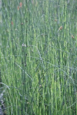 Horsetail Rush Equisetum hyemale