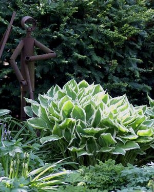 Hosta Albo-Marginata