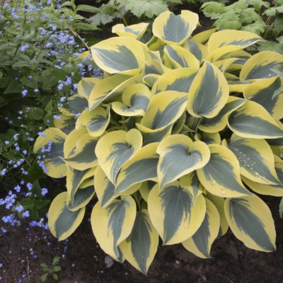 Hosta 'Autumn Frost' Shadowland&#0153 hybrid