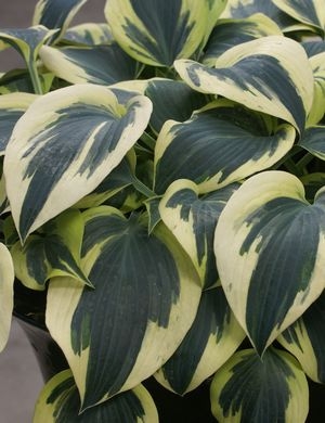 Hosta Ben Vernooy