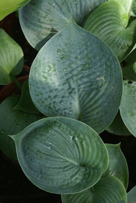 Hosta Big Daddy