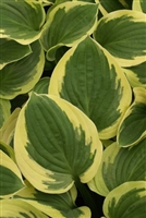 Hosta Brim Cup