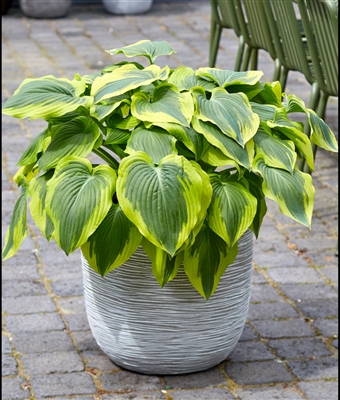 Hosta 'Broad Band'