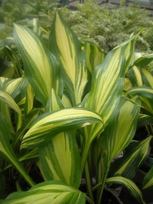 Hosta Cherry Berry