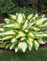 Hosta Color Festival