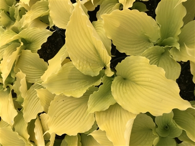 Hosta 'Dancing Queen'