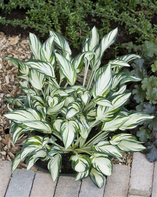 Hosta Fireworks
