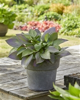 Hosta 'First Blush'