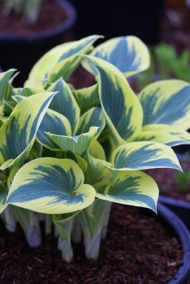 Hosta First Frost