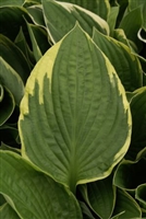 Hosta fortunei Aureomarginata