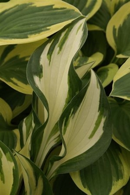 Hosta fortunei Fire & Ice