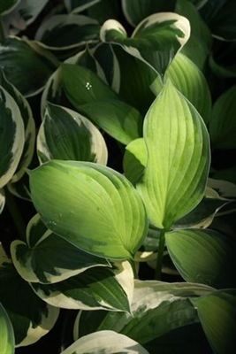 Hosta fortunei Gold Standard