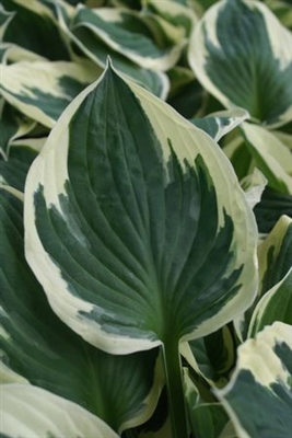 Hosta fortunei Patriot