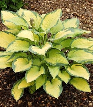 Hosta fortunei Paul's Glory