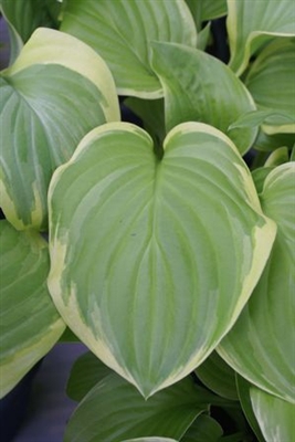 Hosta Frozen Margarita