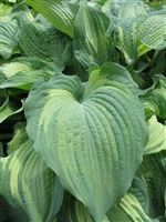 Hosta 'Guardian Angel'