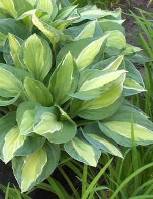 Hosta Gypsy Rose