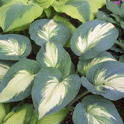 Hosta 'Hudson Bay' Shadowland&#0153 hybrid