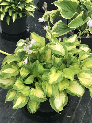 Hosta 'Lakeside Banana Bay'