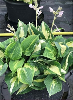 Hosta 'Lakeside Cupcake'