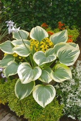 Hosta Liberty