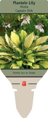 Hosta Plantain Lily 'Captain Kirk'