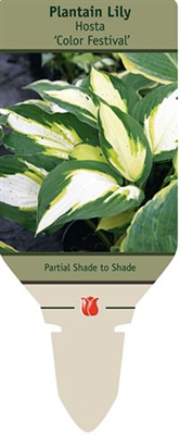 Plantain Lily Hosta 'Color Festival'