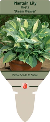 Plantain Lily Hosta 'Dream Weaver'