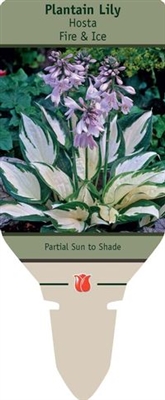 Hosta Plantain Lily 'Fire & Ice'