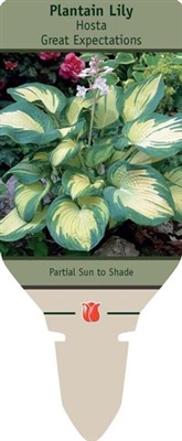 Plantain Lily Hosta 'Great Expectations'