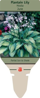 Plantain Lily Hosta 'June'