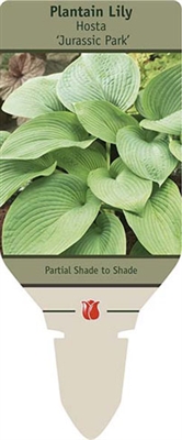 Hosta Plantain Lily 'Jurassic Park'