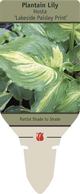 Hosta Plantain Lily 'Lakeside Paisley Print'