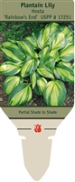 Hosta Plantain Lily 'Rainforest Sunrise'