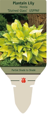 Hosta Plantain Lily 'Stained Glass'