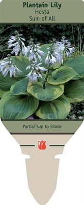 Hosta Plantain Lily 'Sum of All'