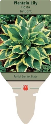 Hosta Plantain Lily 'Twilight'