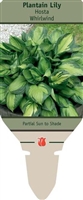 Hosta Plantain Lily 'Whirlwind'