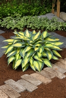 Hosta 'Magic Island'