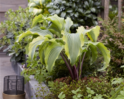 Hosta Monkey Business