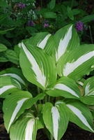 Hosta Night Before Christmas