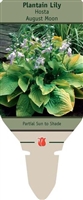 Hosta Plantain Lily 'August Moon'