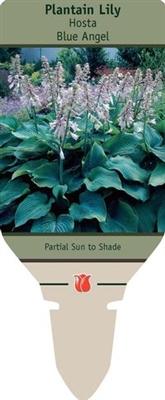 Hosta Plantain Lily 'Blue Angel'