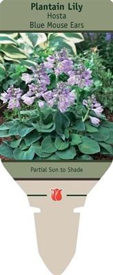 Hosta Plantain Lily 'Blue Mouse Ears'