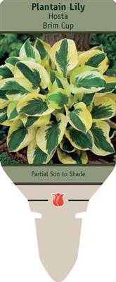 Hosta Plantain Lily 'Brim Cup'