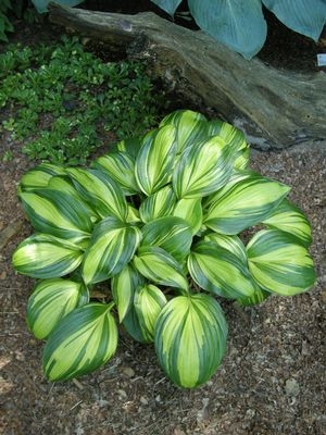 Hosta Rainbows End