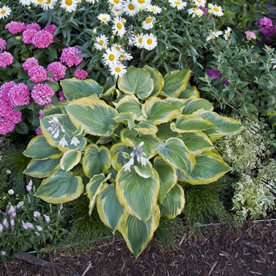 Hosta 'Seducer' Shadowland&#0153 hybrid