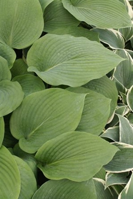 Hosta sieboldiana Elegans