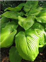 Hosta Sum and Substance Plantain Lily